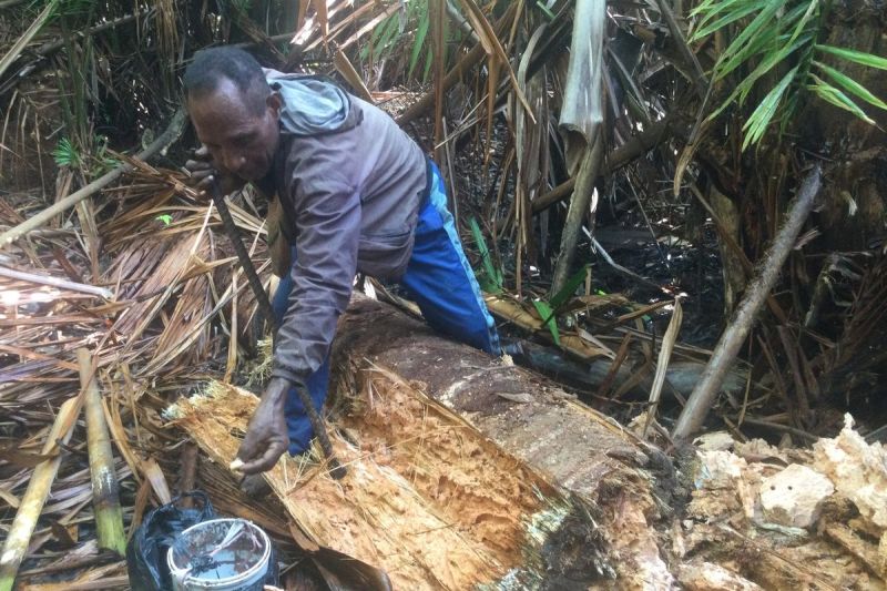 Bapak John, saat menunjukkan ulat sagu yang didapatkan dari pohon sagu yang ada di Kampung Yoboi, Distrik Sentani, Kabupaten Jayapura, Papua, Jumat (26/7/2024).(KOMPAS.COM/Roberthus Yewen)
