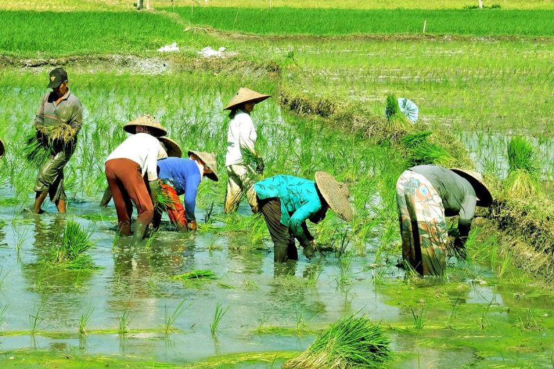 Ilustrasi pertanian, petani.(PIXABAY/HARTONO SUBAGIO)