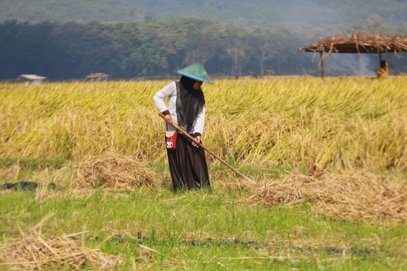 Bulog Serap Gabah Petani di Jember Rp 6.500 per Kg, Kolaborasi dengan Pupuk Indonesia Jaga Ketahanan Pangan