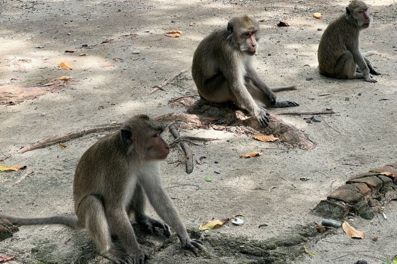 Monyet Liar di Pantai Bama, Taman Nasional Baluran, Situbondo, Jawa Timur.(KOMPAS.com/ANGGARA WIKAN PRASETYA)