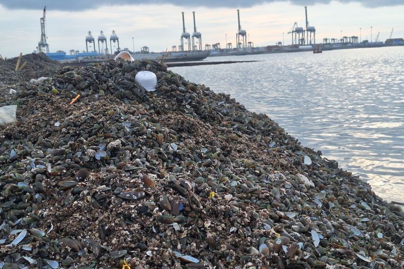 Tumpukan limbah kulit kerang setinggi lima meter di pinggir pantai Cilincing, Jakarta Utara.(KOMPAS.com/ SHINTA DWI AYU)