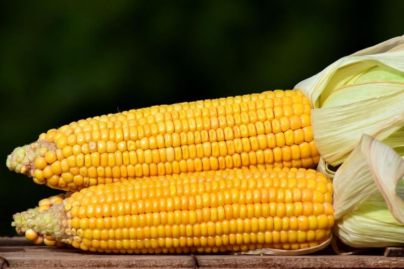 Ilustrasi jagung.(PIXABAY/LEOPICTURES)