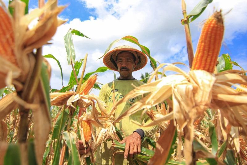 Pemerintah Siapkan Anggaran Riset & Inovasi Jagung-Gandum Rp40 Miliar