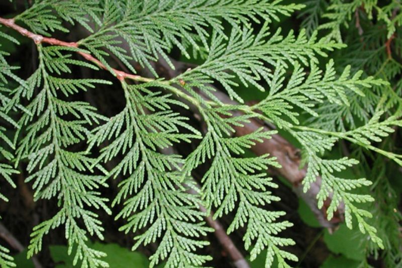 Bukan Sabun Biasa: Tips Cantik Alami Ala Dayak