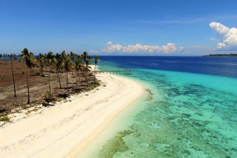 Temuan Mengejutkan di Pulau Buton: Kadal Buta Baru dengan Keunikan yang Belum Pernah Terungkap