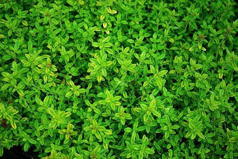 Daun Kecil, Untung Besar: Mengapa Thyme Indonesia Jadi Incaran Jepang dan Eropa?