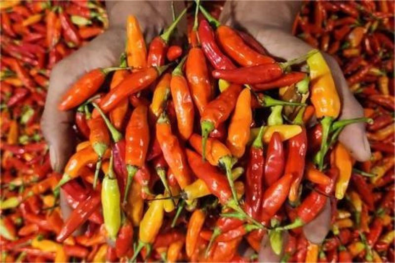 harga cabai dan beras melonjak menjelang Idul Adha 2025