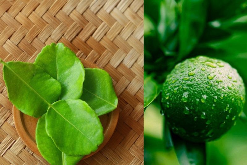 Ini Dia! Daun Jeruk: Rahasia Terapi Alami untuk Stres dan Masalah Kulit