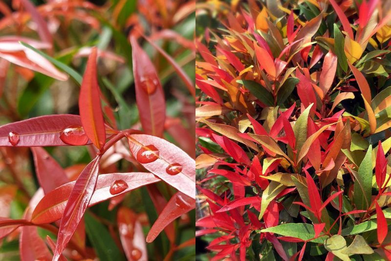 Ini Dia Keistimewaan Daun Pucuk Merah yang Belum Banyak Diketahui serta Cara Mengolahnya, Yuk Simak!