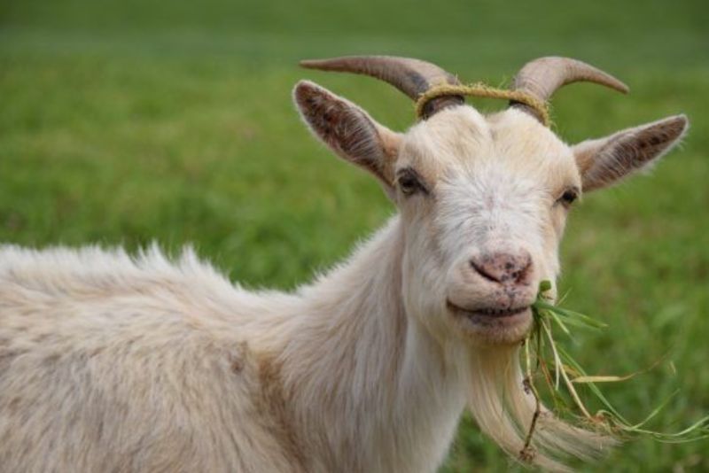Apakah Satu Kambing untuk Satu Keluarga dalam Kurban Diperbolehkan?