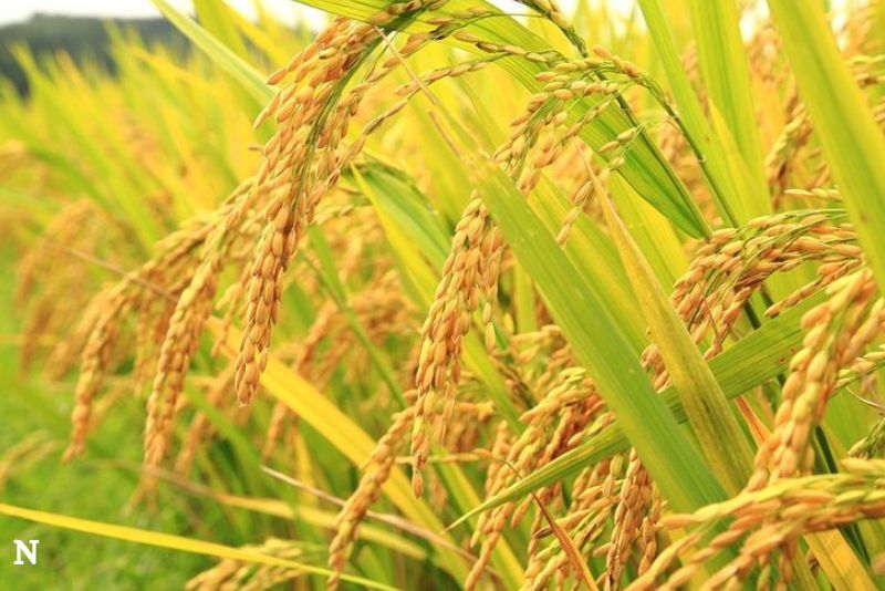Harga Gabah Tunggal dan Tantangan Regulasi Pangan yang Berkepanjangan