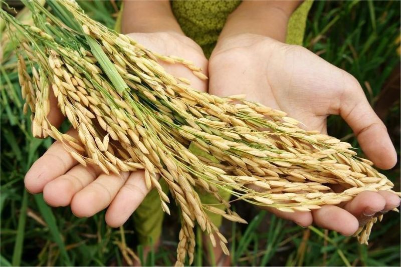 harga beras tetap tinggi meski panen raya melimpah di sejumlah daerah Indonesia