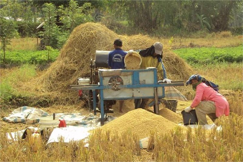 karung gabah ditumpuk di pinggir sawah
