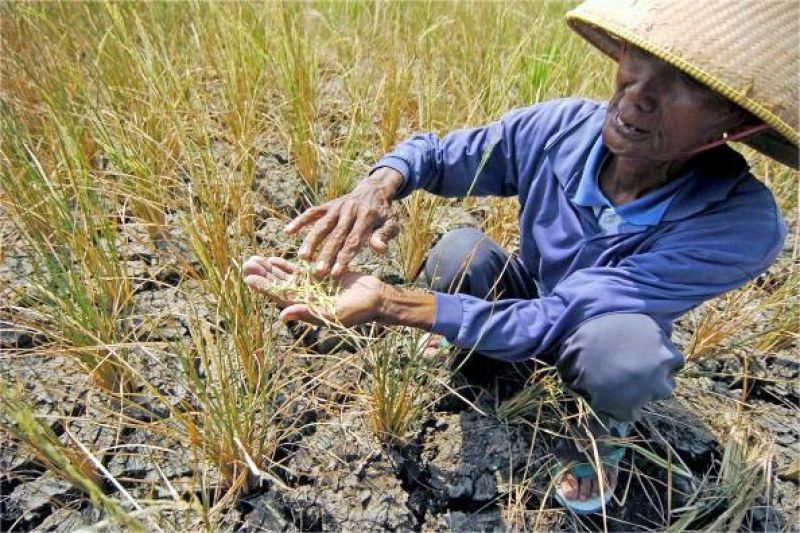 harga beras dan cabai melonjak meski panen raya berlangsung