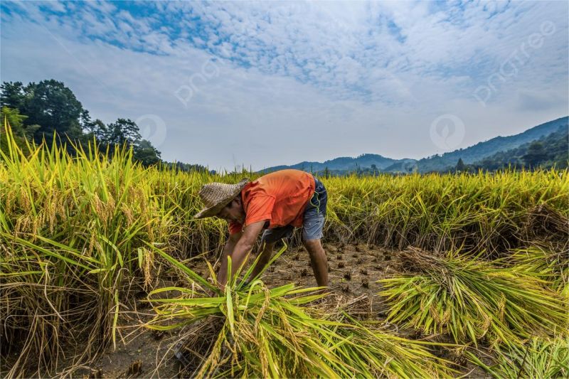 ilustrasi petani memanen hasil bumi dengan grafik kenaikan harga pangan