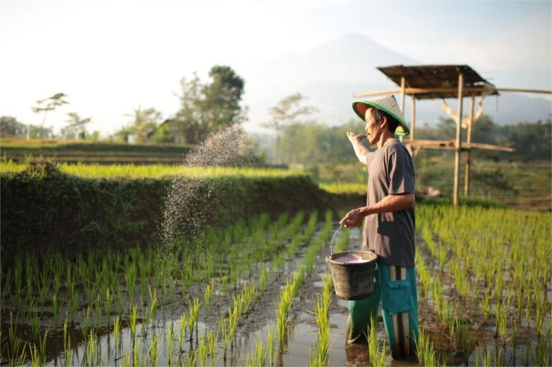 petani membawa pupuk di sawah