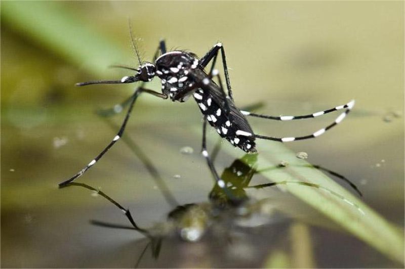 nyamuk Aedes aegypti penyebab demam berdarah dan genangan air di sekitar rumah