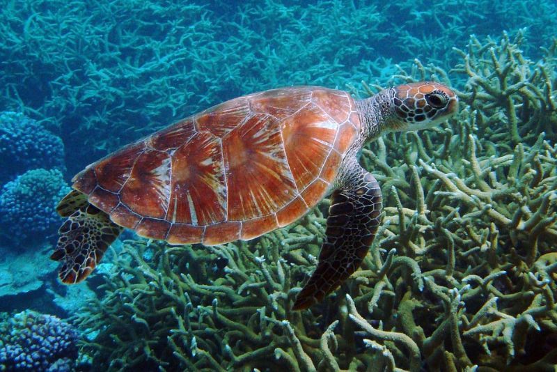 Pemerintah Susun RAN 2025-2029 untuk Lindungi Penyu dan Cetacea