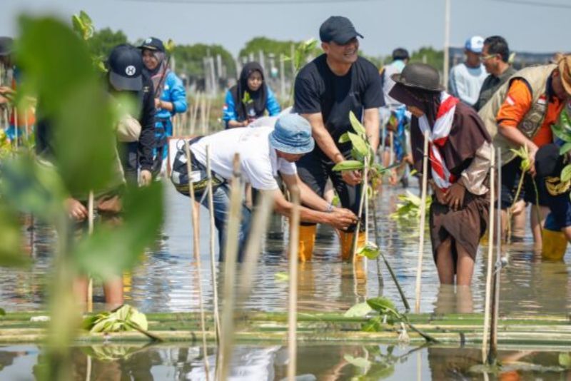 Jateng Bergerak! 15.000 Orang Tanam Mangrove di 17 Wilayah Sekaligus
