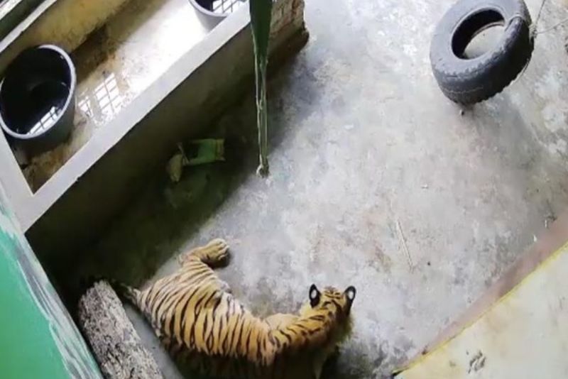 Harimau Sumatera Mati Akibat Terjerat Sling Baja