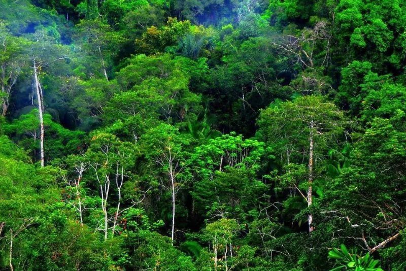 Indonesia Kehilangan Sekitar 258Ribu Ha Hutan Hujan Tropis Primer di 2024