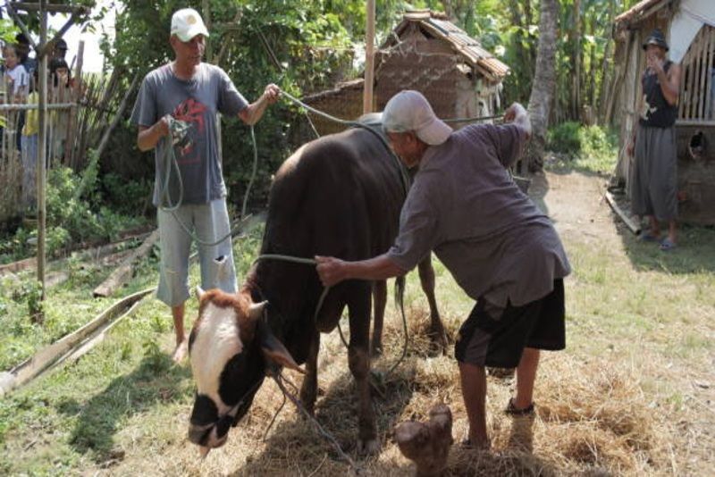 Kurban Iduladha: Lebih Utama Kambing Sendiri atau Patungan Sapi? Ini Penjelasannya