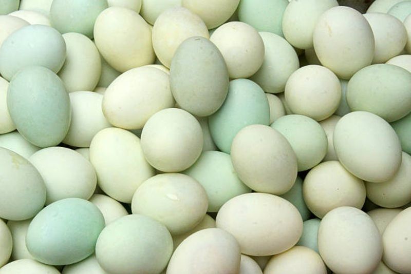 Lebih dari Sekadar Alternatif: Ini Alasan Telur Bebek Layak Jadi Superfood Sehari-hari!