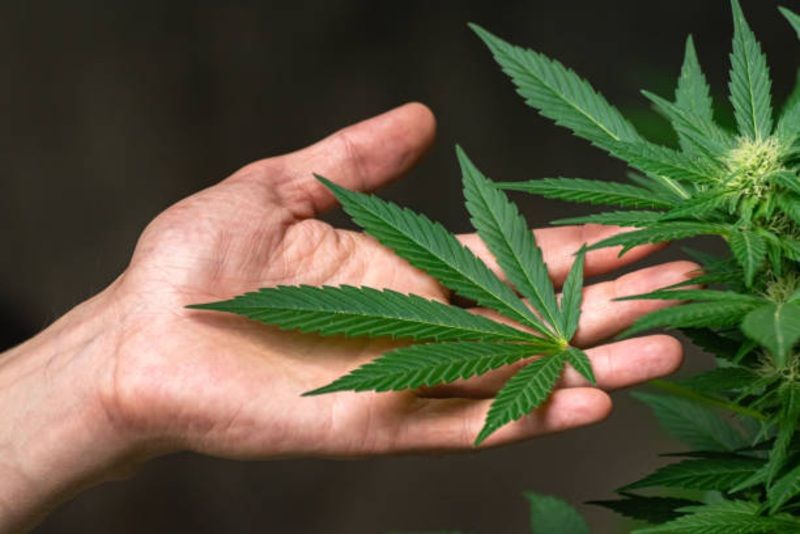 Terungkap! Permen Haribo Ditarik dari Pasaran Setelah Ditemukan Kandungan Ganja, Benarkah Bisa Bikin Pusing?