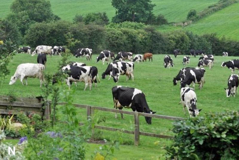Pengiriman 1.573 Sapi Perah Impor dari Australia untuk Tingkatkan Produksi Susu Nasional
