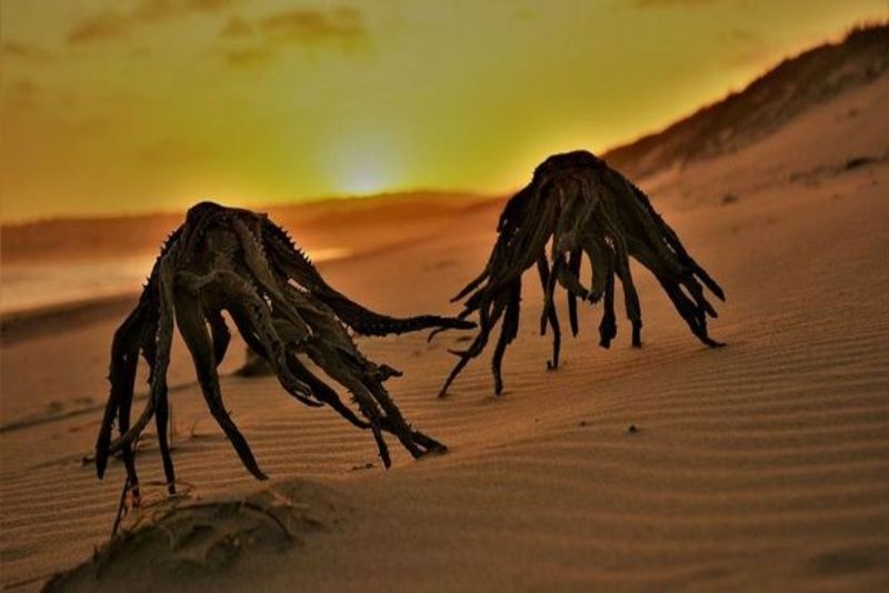 Foto Makhluk Misterius di Pantai Hebohkan Internet, Ternyata Ini Rahasianya!