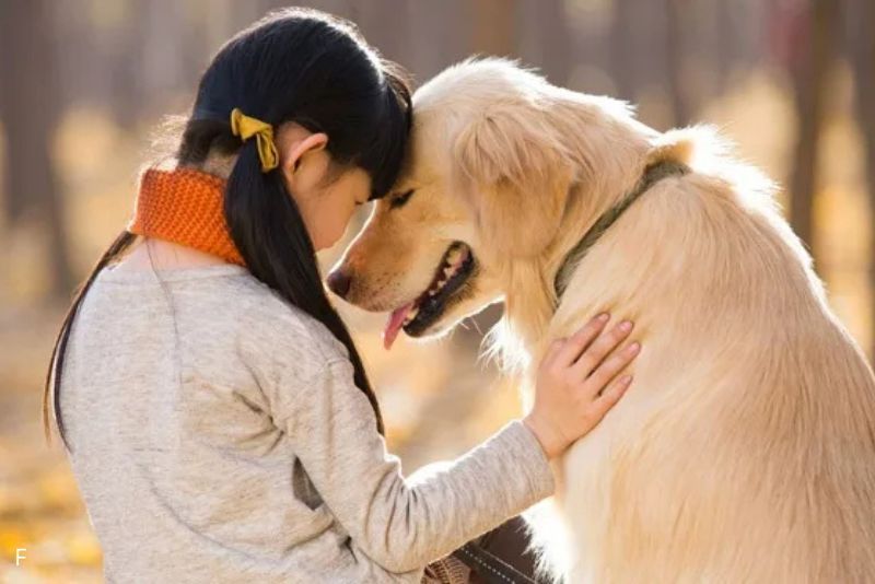 Kamu Harus Tahu Anjing Bisa “Membaca” Emosi Manusia Lewat Raut Wajah