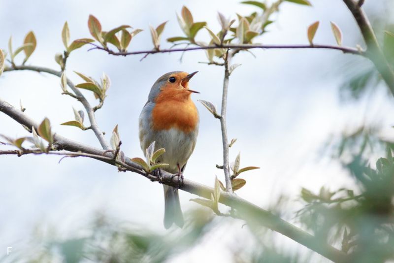 Kenapa Burung Berkicau Lebih Ramai Saat Pagi?