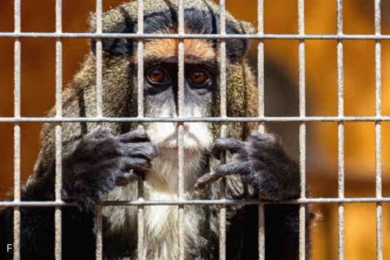 5 Hewan yang Ternyata Makin Stres jika Berada di Dalam Kandang