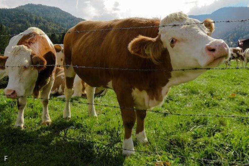 Sapi