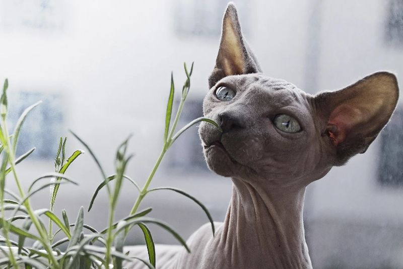 Kucing