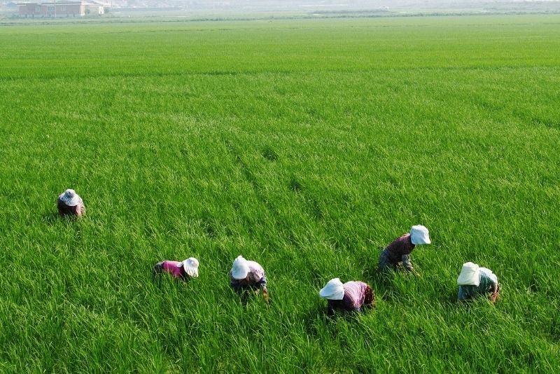 Petani