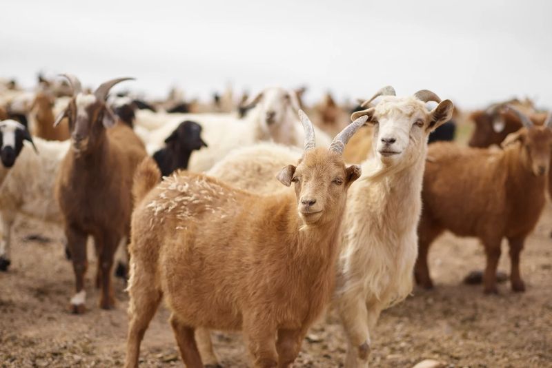 Kambing