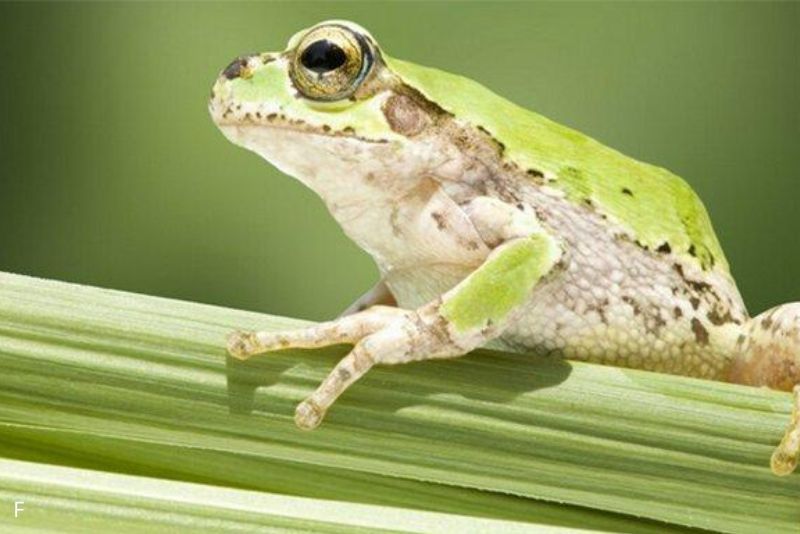 5 Hewan yang Bisa Hidup Tanpa Makanan Selama Berbulan-Bulan
