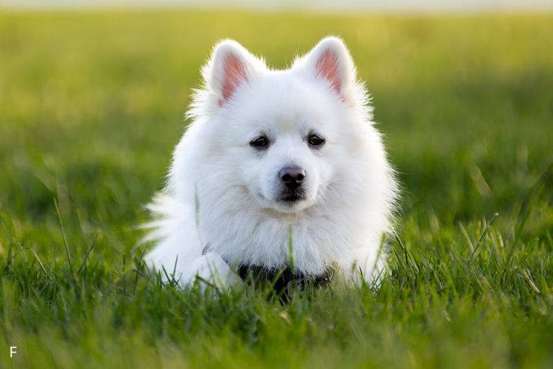 5 Fakta Menarik mengenai American Eskimo Dog, Si Anjing Berbulu Seputih Salju!