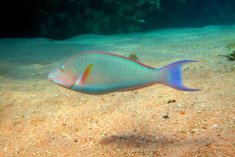 Apakah Ikan Tidur? 5 Fakta Unik tentang Tidurnya Ikan Yang Wajib Anda Ketahui
