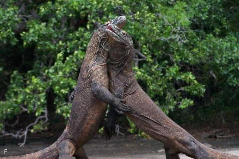 Kenapa Biawak Berpelukan? Ini Alasan dan Penyebabnya!