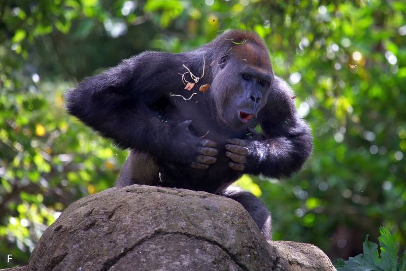 7 Alasan Mengapa Gorila Suka Memukul Dada
