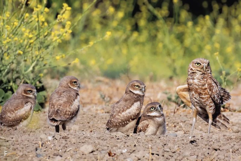 5 Fakta Burrowing Owl, Burung Hantu Unik yang Hidup Seperti Tikus