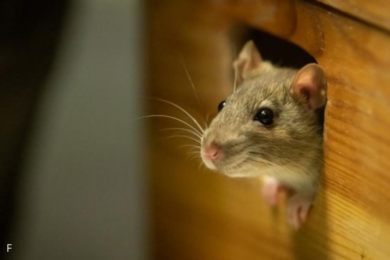 13 Aroma yang Dapat Mengusir Tikus dari Rumah Selamanya
