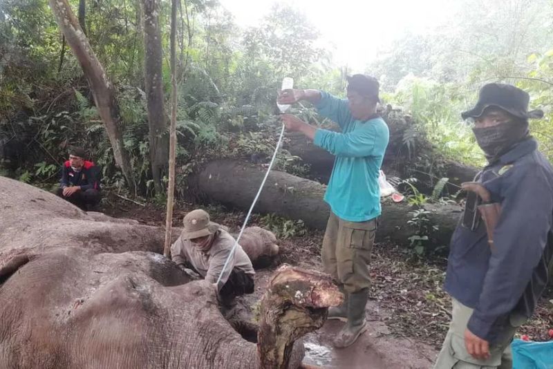 Pilu di Tesso Nilo: Taman Nasional Jadi Sawit, Gajah Diracun, Petugas Diteror