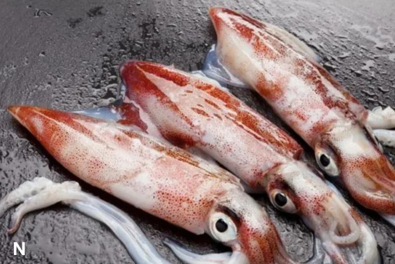 PT Timah Lakukan Restocking 40.435 Bibit Cumi untuk Pulihkan Ekosistem Laut Babel
