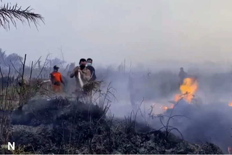 Kebakaran Hutan di Muaro Jambi: Tantangan Pemadaman Akibat Krisis Sumber Air