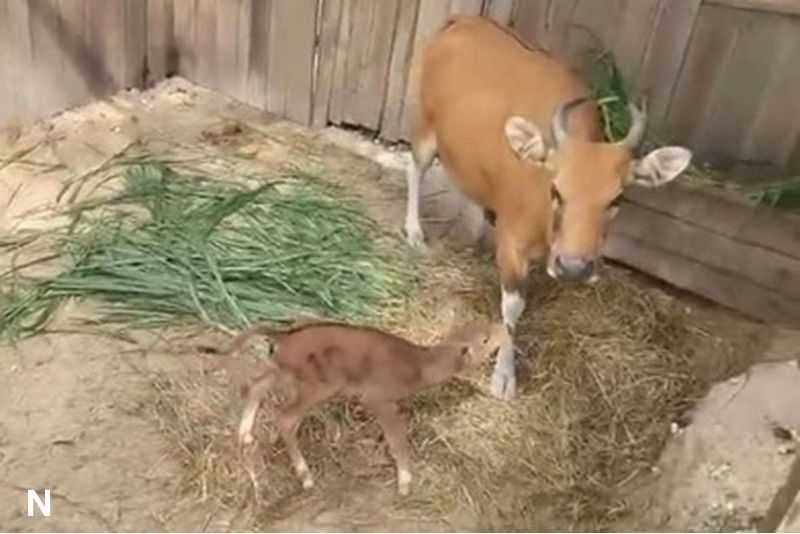 Kelahiran Banteng Jawa di Pangandaran Jadi Titik Cerah Pelestarian Satwa Langka
