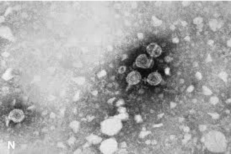 Cegah Penularan Hepatitis B