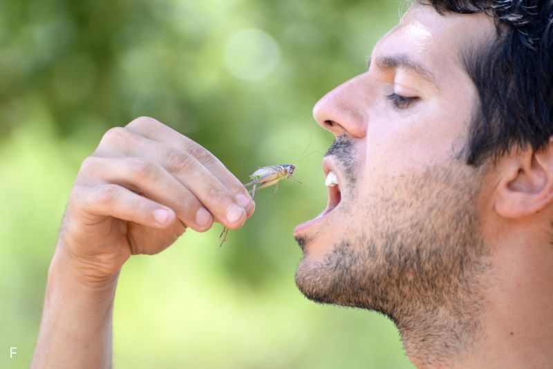 Di Beberapa Negara, Makan Serangga Dianggap Sumber Protein Utama